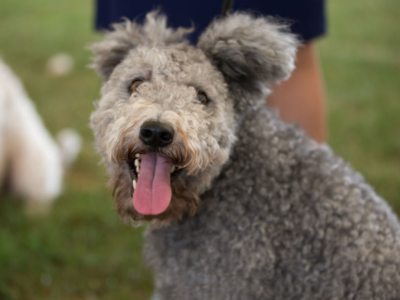 pumi dog puppy