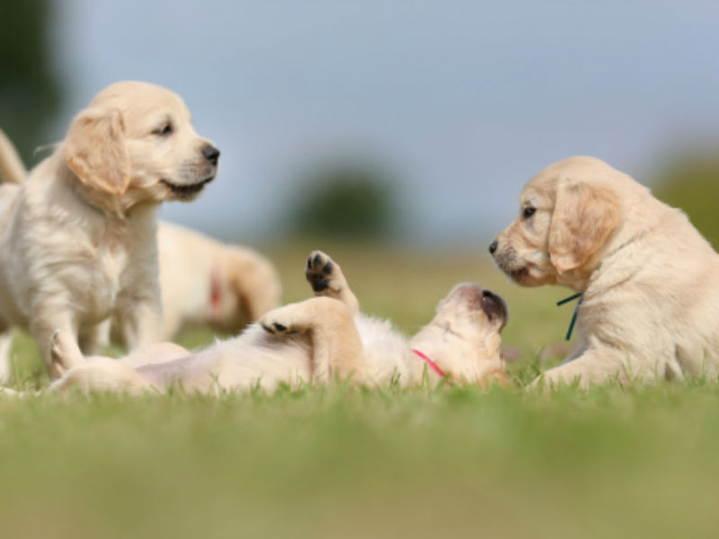 puppies playing together