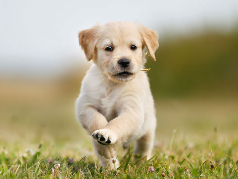 How to Establish a Routine and Boundaries With Your Puppy ...