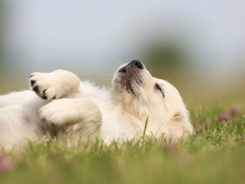 Let Sleeping Dogs Lie: Seizures and Dreams – American Kennel Club