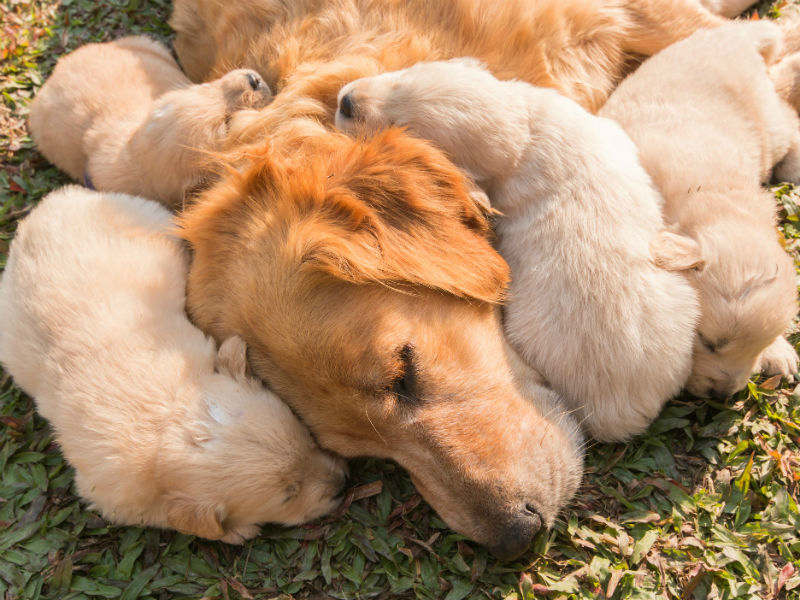 do puppies look like mother or father