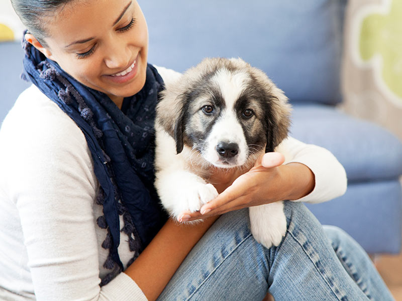 What You Get With AKC Registration Packages American Kennel Club