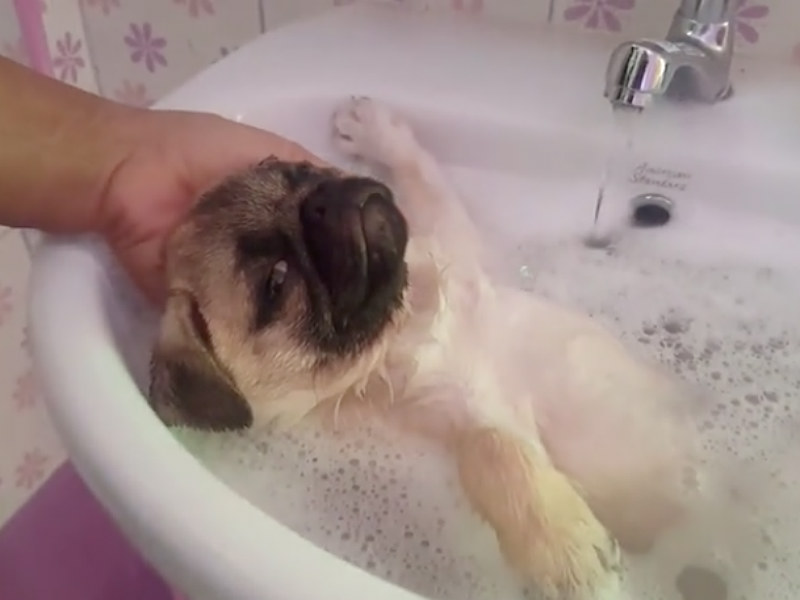 Pug in Bath is The Most Relaxed Thing 
