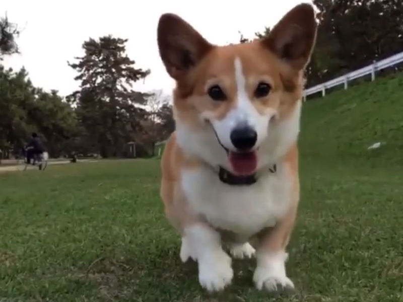 The Competition Is Over Because This Corgi Has Won The Running Man Challenge American Kennel Club