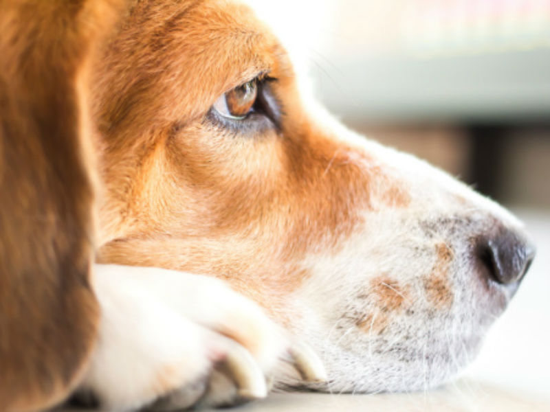 How does secondhand smoke affect dogs?