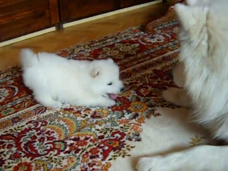 cute samoyed pictures