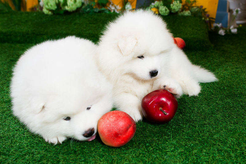  can dogs eat apples 