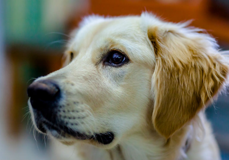 Why your dog's brain health and stimulation is important