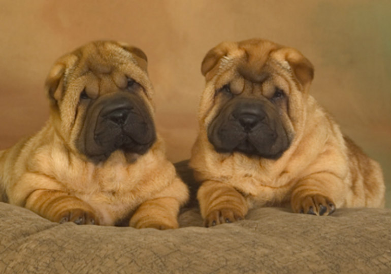 shar pei chow mix puppies for sale
