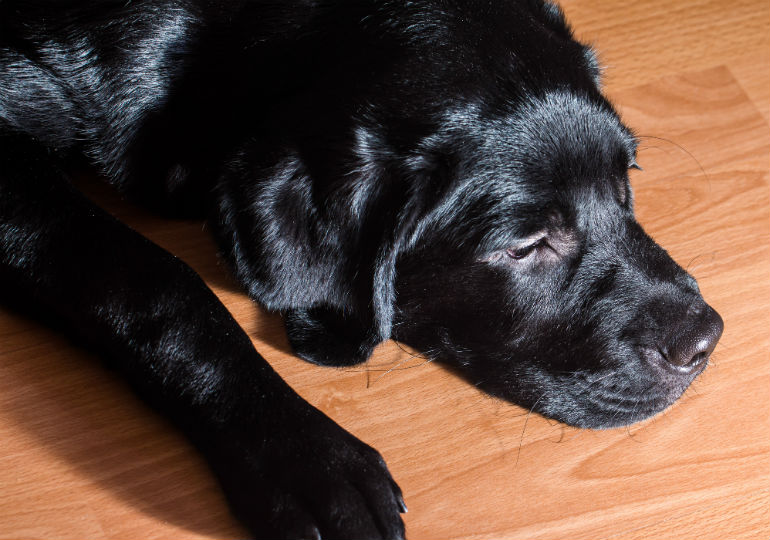 does vegetable oil help dogs dry skin