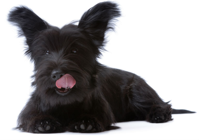 Do You Know the Skye Terrier? 7 Reasons Why You Should ...