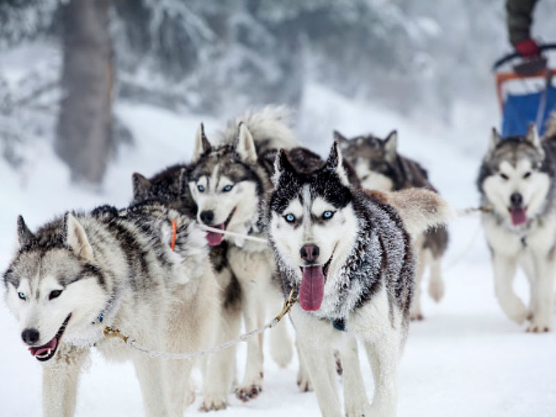 Meet Today's Sled Dogs American Kennel Club