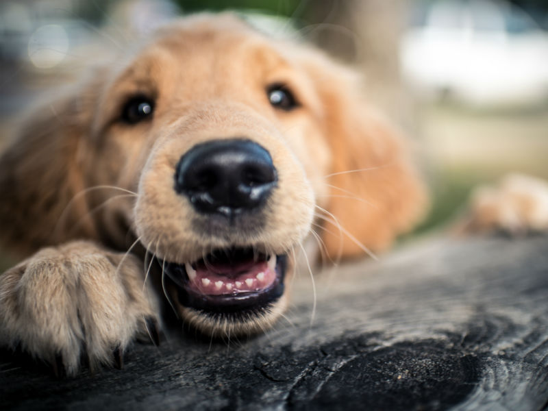 how to stop my dog from stealing food