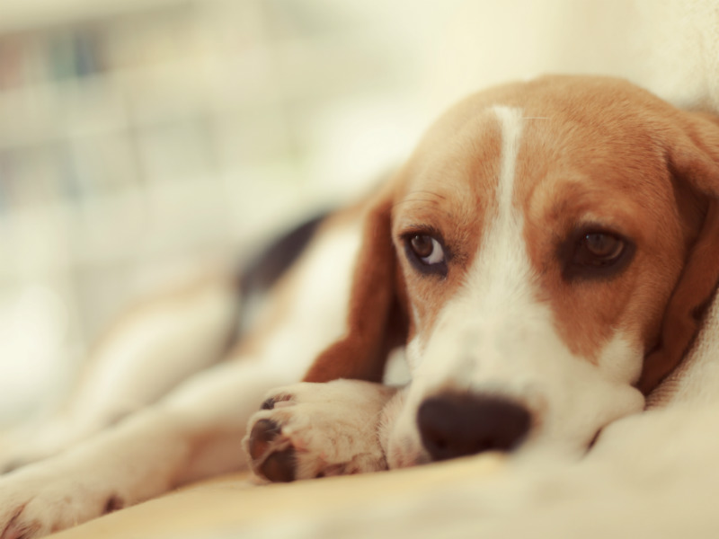 Can Anemia in Dogs Be Cured 