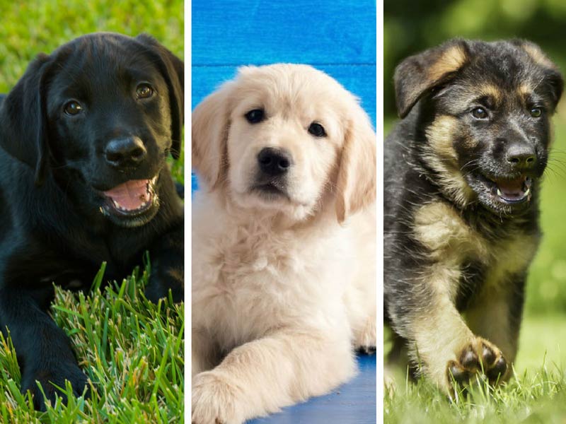 10 best dog breeds