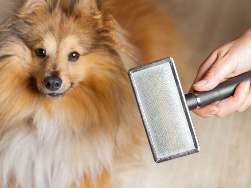 Help! What's the Best Vacuum for Pet Hair? American Kennel Club