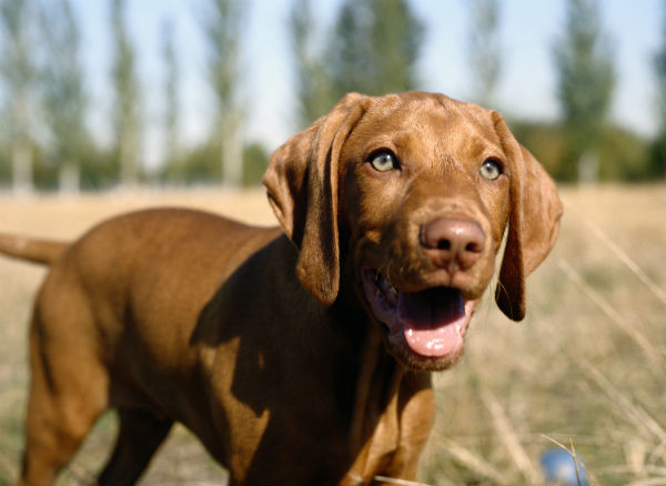 miniature vizsla dog