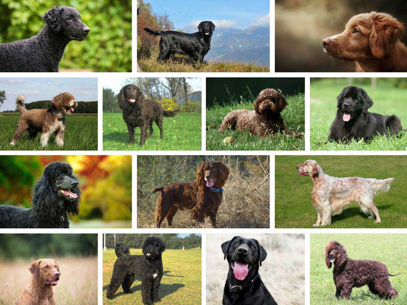 types of dogs in english