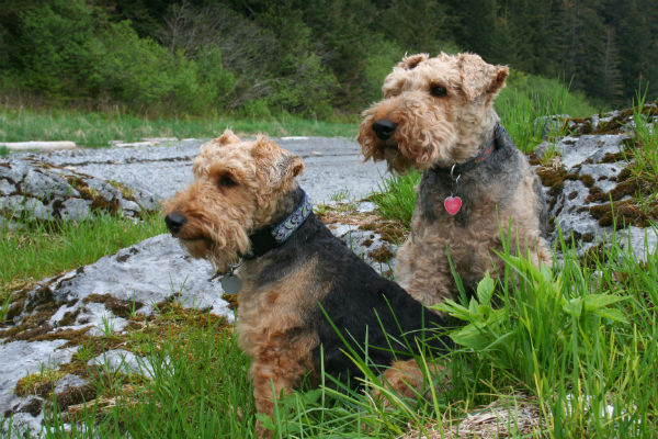 welsh terrier 2