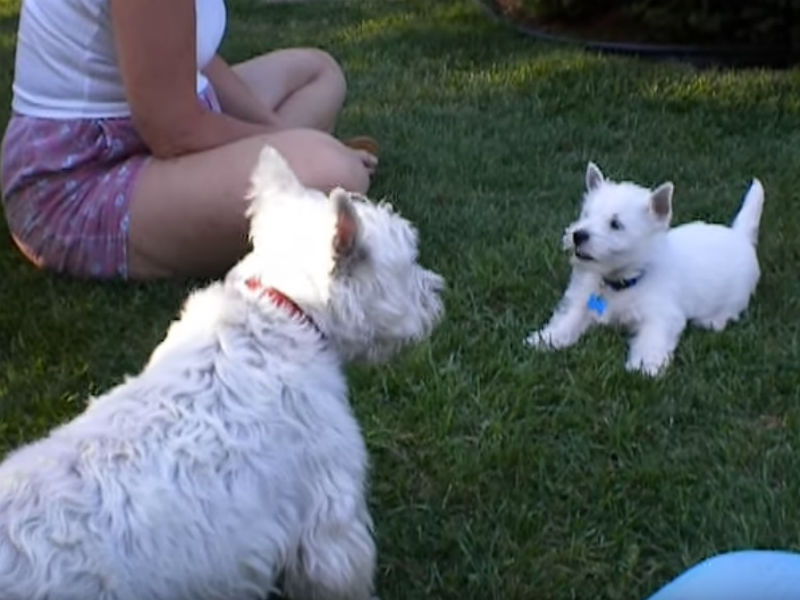 how to stop a westie from barking