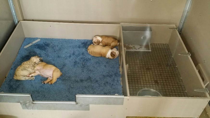 How to Set up a Whelping Box and Whelp Puppies Successfully - PetHelpful