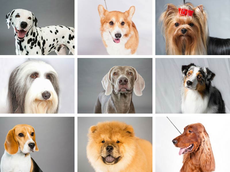 american kennel club dog breed selector