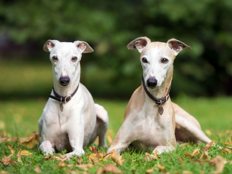 dogs like whippets