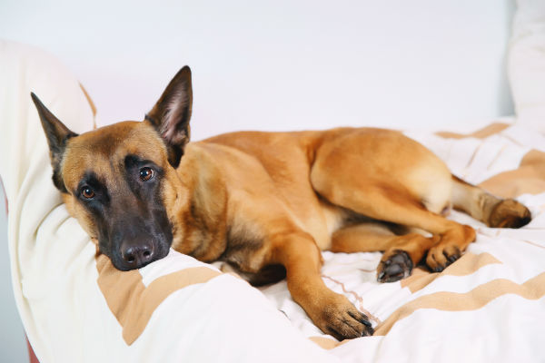 what is the life cycle of roundworms in dogs