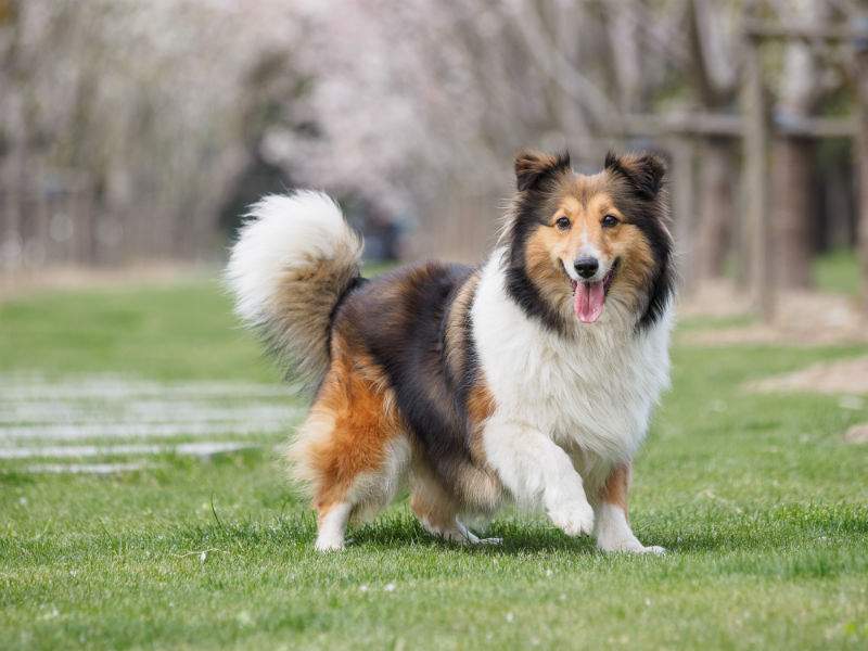 Why Do Dogs Wag Their Tails American Kennel Club