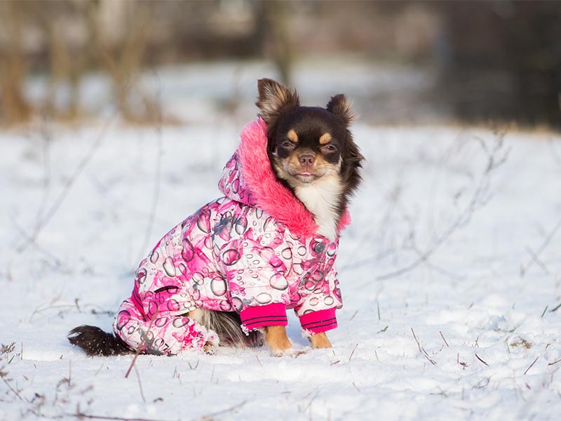 winter-coat-header.jpg