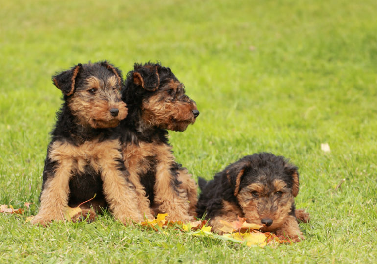 welsh terrier poodle mix