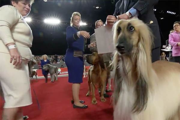 hound winner