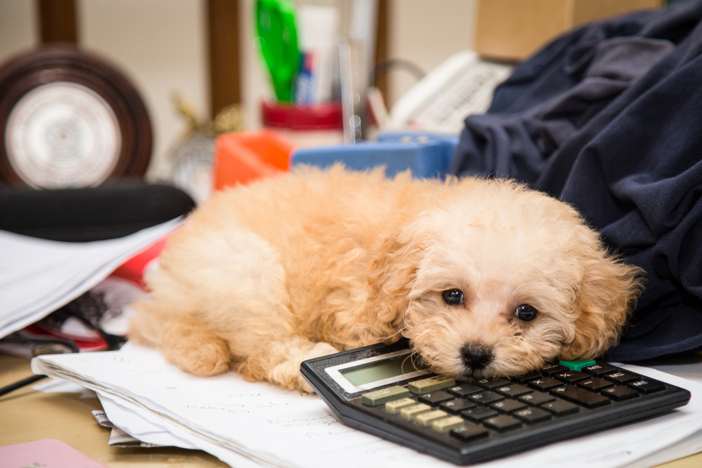 Tax Tips For Dog Breeders – American Kennel Club