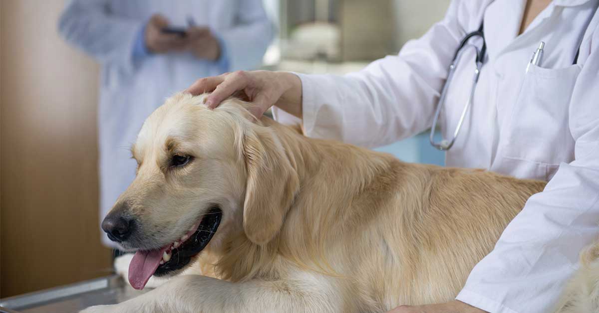 Canine Epilepsy Demystifying The Myths American Kennel Club