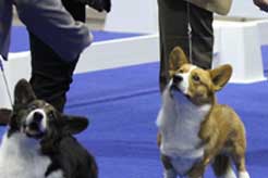 How do you enter your dog into an AKC dog show?