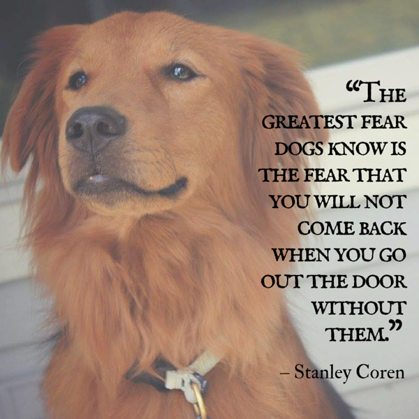 Dog Quotes We Rounded Up The Best Of The Best