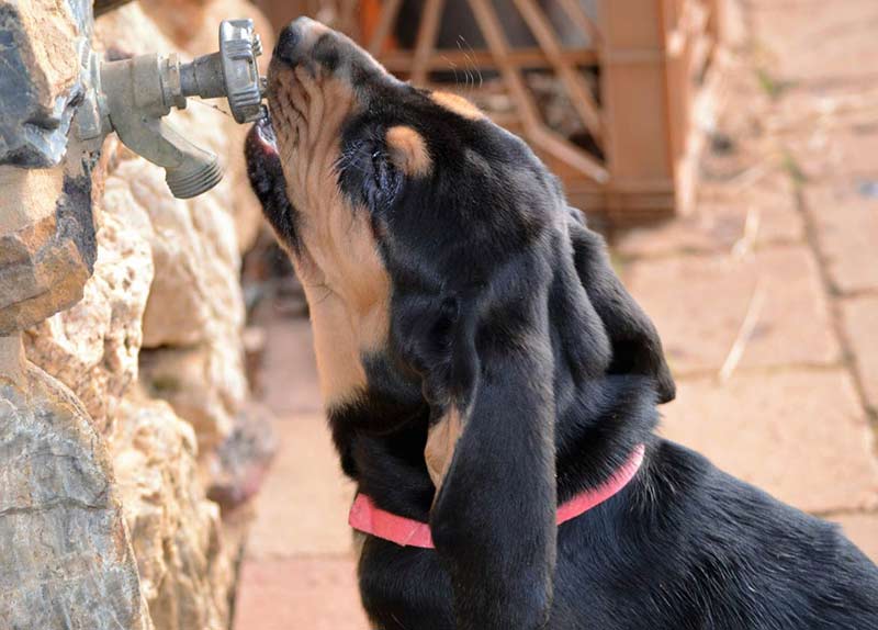 curious bloodhound puppy