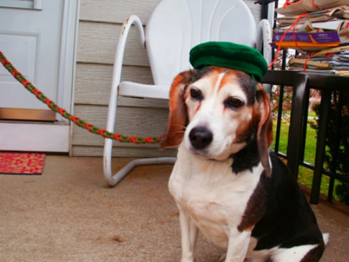 Dasher Joyce's beagle