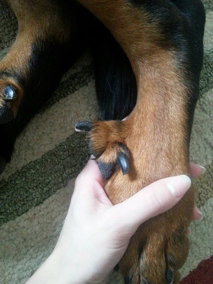 Dew claws on a Beauceron