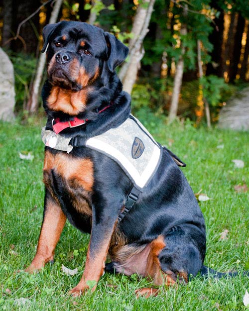 Working store dog rottweiler