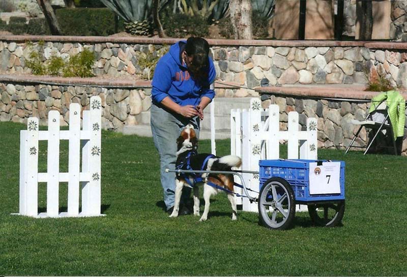 Akc shop weight pull