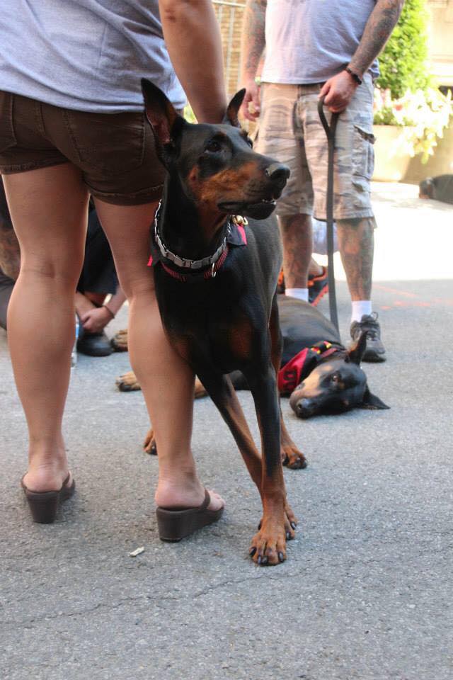 is doberman loyal