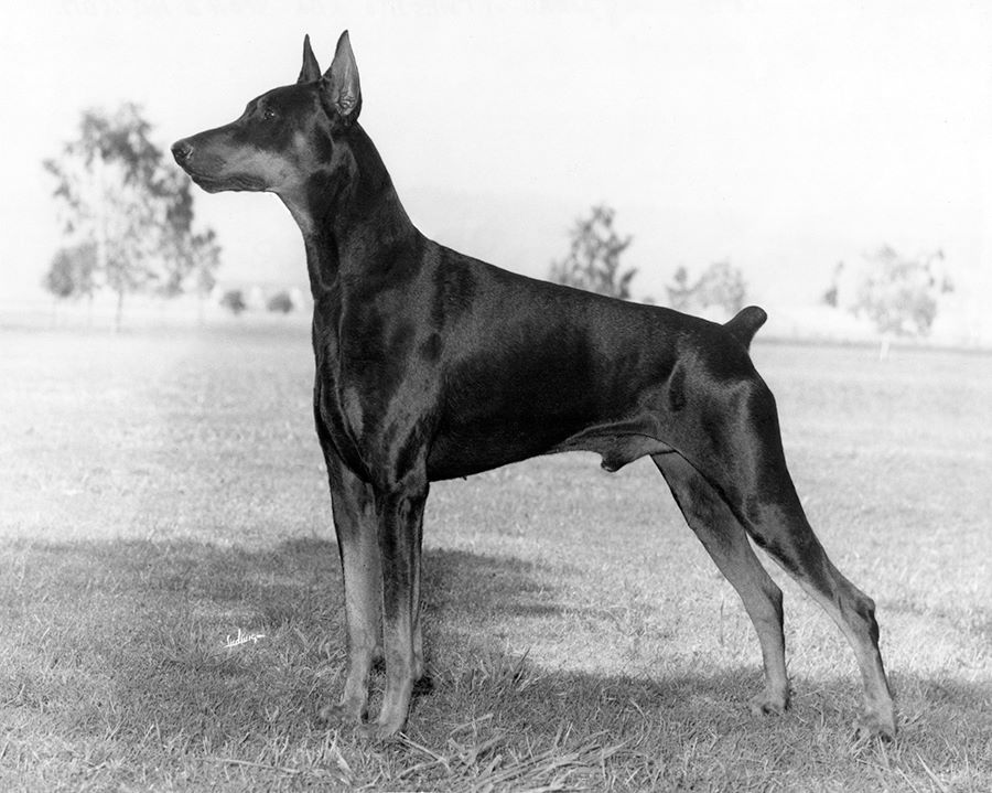 doberman 1