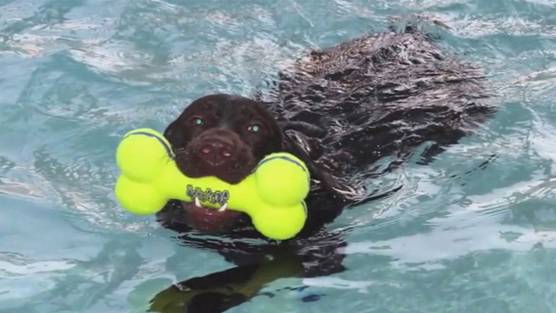 Dog Obedience Training Getting Started American Kennel Club