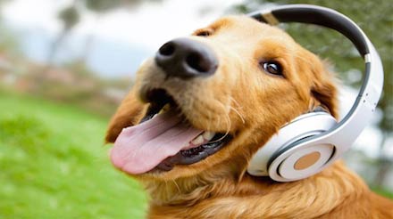 best music for dogs to relax