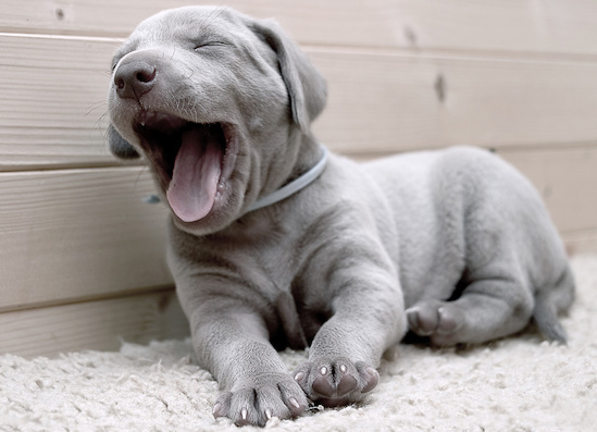 dog-yawning.jpg