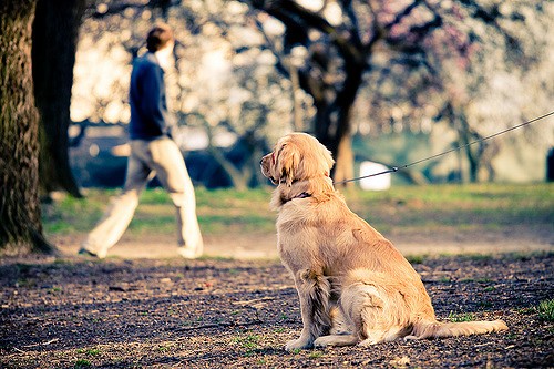 are dogs allowed at central park