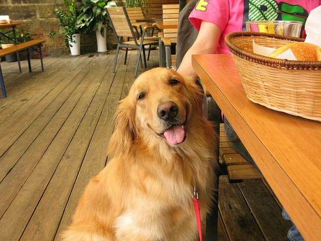 dog in restaurant in chicago