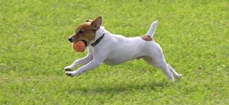 That Mutt How To Stop A Dog S Barking That Mutt How To Stop A Dog S Barking