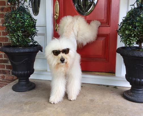 National Train Your Dog Month handstand dog